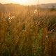 Sunset32 (MTB-News)