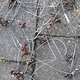 TireChain