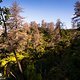 Ein Blick in Neuseelands Urwald.