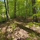 Gratis Wurzeltrail