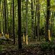 Man sieht den Baum vor lauter Polstern nicht