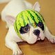 watermelon helmet dog