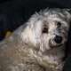 Der Hund von Jason Marsh, Mechaniker von Jess Blewitt, gewinnt den Preis für den süßesten Wauwau des Tages.