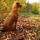Herbst2K10Bild011