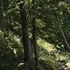 Entspannte Wald-Trails