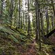 BC Squamish - Bonsai