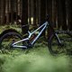 Sender-Wald-2837