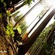 Im Wald - die Helligkeitsunterschiede sind bei Full-Speed beachtlich