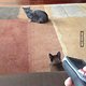 Cats and Lasers