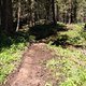 Neuer Trail. Flowy, fast DH section.