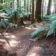 Rotorua Trail 08