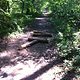 Rheinauer Wald 1