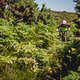 Sommer lässt die Pflanzen sprießen: James bahnt sich seinen Weg durch die Flora