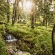 Eine Stunde später nur und 700 hm tiefer ist es gleich viel grüner und sonniger – Wildromantische Stimmung im Bayerischen Wald
