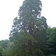 Mammutbaum in Wernigerode