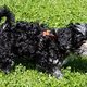 Tina Hundeschule 03
