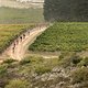 Riders cycling through vineyards during stage 1 of the 2019 Absa Cape Epic Mountain Bike stage race held from Hermanus High School in Hermanus, South Africa on the 18th March 2019.

Photo by Xavier Briel/Cape Epic

PLEASE ENSURE THE APPROPRIATE C