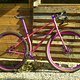 pink dream salamandre 2