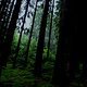 mystical woods1