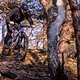 Das Ibis HD6 Enduro Bike taugt trefflich als Allzweckwaffe