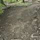 Gratis Wurzeltrail