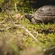 In Griechenland alles andere als ungewöhnlich. Praktisch jeden Tag sehen wir Schildkröten neben den Trails