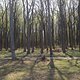 Gespensterwald