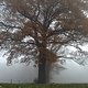 115 - Stochern im Nebel... (12 Bilder)