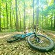 Mai-Wald mit Rad