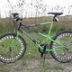 Bianchi Ragno Pholcus 002