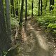 Gratis Wurzeltrail