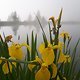 Blumenblick