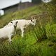 Der berühmte Leoganger Löwe - Wahrzeichen der Gemeinde im Pinzgau