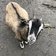 Ziegen im Wildpark Schorfheide