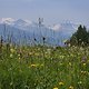 20250610_Blümchentour
