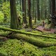 BC Squamish - 50 Schades of Green
