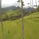 cocora