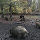 Wildschweine im Tegeler Forst
