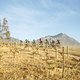 The chasing bunch during Stage 1 of the 2024 Absa Cape Epic Mountain Bike stage race from Saronsberg Wine Estate to Saronsberg Wine Estate, Tulbagh, South Africa on the 18th March 2024. Photo by Nick Muzik/Cape Epic
PLEASE ENSURE THE APPROPRIATE CRED