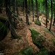 Große Felsen, sphärischer Wald, nichts los, trockene Trails