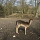 Bambi :D