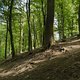 Gratis Wurzeltrail