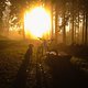 Morgenstund mit Hund