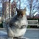 NYC Squirrel