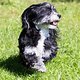 Urlaub Hunde -6336