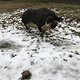 Wollschwein im Wildpark Schorfheide
