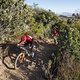 Riders during Stage 3 of the 2025 Absa Cape Epic Mountain Bike stage race held at Fairview, Paarl, Cape Town, South Africa on the 19th March 2025. Photo by Sam Clark/Cape Epic
PLEASE ENSURE THE APPROPRIATE CREDIT IS GIVEN TO THE PHOTOGRAPHER AND ABSA
