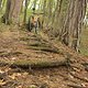 Wurzltrail