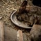 Auch Kaninchen sind unterhaltsam …