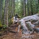 BC Squamish - Entrails
